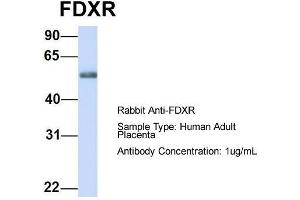 Host: Rabbit  Target Name: FDXR  Sample Tissue: Human Adult Placenta  Antibody Dilution: 1. (Ferredoxin Reductase 抗体  (Middle Region))