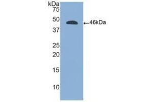 Detection of Recombinant CD45, Human using Polyclonal Antibody to Protein Tyrosine Phosphatase Receptor Type C (CD45)