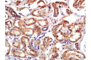 Formalin-fixed and paraffin embedded human kidney labeled with Anti-PRSS8 Polyclonal Antibody, Unconjugated (ABIN761891) at 1:200 followed by conjugation to the secondary antibody and DAB staining (PRSS8 抗体  (AA 65-165))