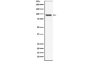 Western blot analysis of USP13 expression in HepG2 cell lysate.