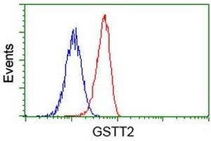 Image no. 3 for anti-Glutathione S-Transferase theta 2 (GSTT2) antibody (ABIN1498558) (GSTT2 抗体)