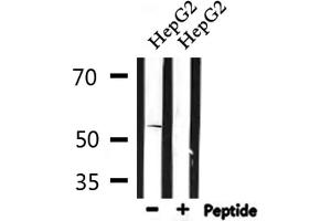 Western blot analysis of extracts from HepG2, using 5-HT-2B Antibody. (Serotonin Receptor 2B 抗体  (Internal Region))