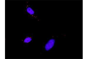 Proximity Ligation Analysis of protein-protein interactions between RPS6KA3 and PDPK1. (PDPK1 抗体  (AA 1-429))