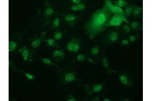 Immunofluorescence (IF) image for anti-Retinoblastoma Binding Protein 9 (RBBP9) antibody (ABIN1500627) (RBBP9 抗体)