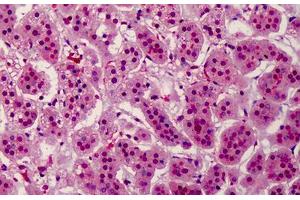 Human Adrenal: Formalin-Fixed, Paraffin-Embedded (FFPE) (Aurora Kinase B 抗体  (pThr232))