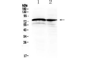 Western blot analysis of DVL1 using anti- DVL1 antibody . (DVL1 抗体  (Middle Region))