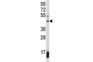 SUV39H1 antibody western blot analysis in 293 lysate. (SUV39H1 抗体  (AA 79-108))