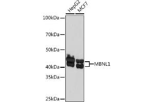 Western blot analysis of extracts of various cell lines, using MBNL1 Rabbit mAb (ABIN7268704) at 1:1000 dilution. (MBNL1 抗体)