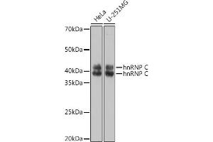 Western blot analysis of extracts of various cell lines, using hnRNP C Polyclonal Antibody (ABIN7267630) at 1:1000 dilution.