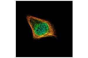 ICC/IF Image Confocal immunofluorescence analysis (Olympus FV10i) of paraformaldehyde-fixed HeLa, using CENPF, antibody (Green) at 1:500 dilution. (CENPF 抗体  (C-Term))