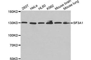 Western blot analysis of extracts of various cell lines, using SF3A1 antibody. (SF3A1 抗体  (AA 443-793))