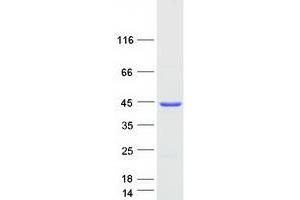 Western Blotting (WB) image for Clathrin, Light Chain A (CLTA) (Transcript Variant 2) protein (Myc-DYKDDDDK Tag) (ABIN2712846)