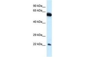 Image no. 1 for anti-Nicolin 1 (NICN1) (AA 80-129) antibody (ABIN6747445) (NICN1 抗体  (AA 80-129))