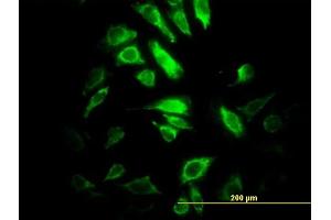 Immunofluorescence (IF) image for anti-Proteasome (Prosome, Macropain) Subunit, beta Type 10 (PSMB10) (AA 1-273) antibody (ABIN519388)