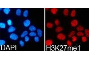 Immunofluorescence analysis of 293T cell using H3K27me1 antibody.