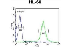Flow cytometric analysis of HL-60 cells using Guanine deaminase Antibody (N-term) Cat. (GDA 抗体  (N-Term))