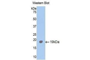 Western Blotting (WB) image for anti-Activin Receptor Type I (ACRV1) (AA 208-340) antibody (ABIN1174014) (ACVR1 抗体  (AA 208-340))