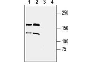 Western Blotting (WB) image for anti-Transient Receptor Potential Cation Channel, Subfamily M, Member 2 (TRPM2) (AA 999-1012), (Extracellular) antibody (ABIN7043831)