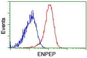Flow cytometric Analysis of Hela cells, using anti-ENPEP antibody (ABIN2455410), (Red), compared to a nonspecific negative control antibody, (Blue). (ENPEP 抗体)