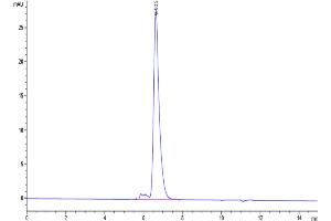 The purity of Biotinylated Human Notch 1 is greater than 95 % as determined by SEC-HPLC. (Notch1 Protein (His-Avi Tag,Biotin))