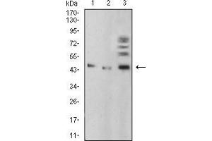 Western blot analysis using BMP4 mouse mAb against A549 (1), HepG2 (2), and C6 (3) cell lysate. (BMP4 抗体  (AA 277-408))