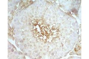 Mouse testis tissue stained by rabbit Anti-Beta Defensin 8 (Mouse) Serum (DEFB108B 抗体)