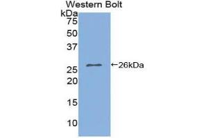 Western Blotting (WB) image for anti-Interleukin 2 Receptor, alpha (IL2RA) (AA 22-213) antibody (ABIN1859412) (CD25 抗体  (AA 22-213))