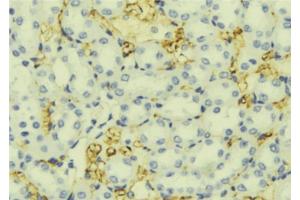 ABIN6276800 at 1/100 staining Mouse liver tissue by IHC-P. (UGT1A9 抗体  (C-Term))