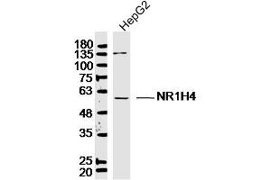 Lane 1: HepG2 lysates probed with Bile Acid Receptor NR1H4 Antibody  at 1:300 overnight at 4˚C. (NR1H4 抗体  (AA 175-280))
