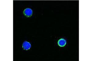 Immunofluorescence (IF) image for anti-CD3 (CD3) antibody (Biotin) (ABIN2660834) (CD3 抗体  (Biotin))