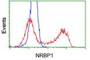 Flow Cytometry (FACS) image for anti-Nuclear Receptor Binding Protein 1 (NRBP1) antibody (ABIN1499823) (NRBP1 抗体)