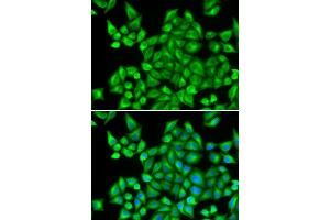Immunofluorescence (IF) image for anti-Dehydrogenase/reductase (SDR Family) Member 9 (DHRS9) antibody (ABIN1980340) (DHRS9 抗体)