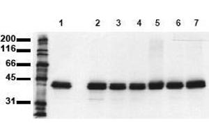Western Blotting (WB) image for anti-Mitogen-Activated Protein Kinase 1 (MAPK1) (N-Term) antibody (ABIN126833) (ERK2 抗体  (N-Term))
