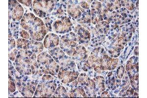 Immunohistochemical staining of paraffin-embedded Human pancreas tissue using anti-BECN1 mouse monoclonal antibody. (Beclin 1 抗体)