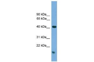 WB Suggested Anti-MAPK1 Antibody Titration: 0. (ERK2 抗体  (C-Term))
