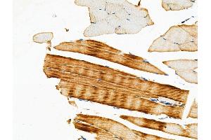 ABIN6259148 and ABIN6275431 at 1/100 staining Mouse muscle tissue by IHC-P. (PDHA1 抗体  (C-Term))