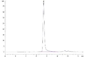Size-exclusion chromatography-High Pressure Liquid Chromatography (SEC-HPLC) image for Sialic Acid Binding Ig-Like Lectin 10 (SIGLEC10) (AA 17-552) protein (His tag) (ABIN7275582)