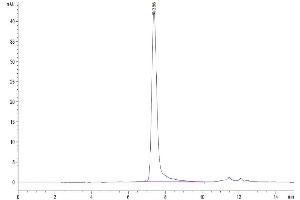 The purity of Cynomolgus Siglec-10 is greater than 95 % as determined by SEC-HPLC. (SIGLEC10 Protein (AA 17-552) (His tag))