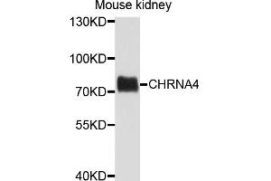 Western blot analysis of extracts of mouse kidney, using CHRNA4 antibody.