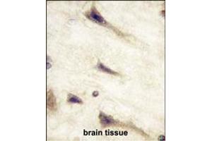 Formalin-fixed and paraffin-embedded human brain tissue reacted with EPHA5 Monoclonal Antibody (ABIN387809 and ABIN2843902) , which was peroxidase-conjugated to the secondary antibody, followed by DAB staining. (EPH Receptor A5 抗体)