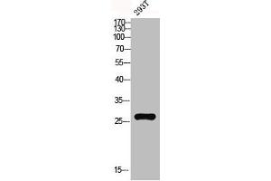 Western blot analysis of 293T lysis using MRP-L10 antibody. (MRPL1 抗体  (C-Term))
