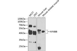 Western blot analysis of extracts of various cell lines, using NFKBIB antibody (ABIN6130475, ABIN6144584, ABIN6144585 and ABIN6221459) at 1:1000 dilution. (NFKBIB 抗体  (AA 1-356))