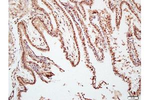 Paraformaldehyde-fixed, paraffin embedded mouse placenta, Antigen retrieval by boiling in sodium citrate buffer (pH6. (TAZ 抗体  (AA 1-100))