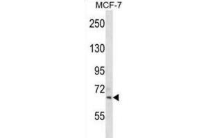 Western Blotting (WB) image for anti-Sialic Acid Binding Ig-Like Lectin 11 (SIGLEC11) antibody (ABIN2998652) (SIGLEC11 抗体)