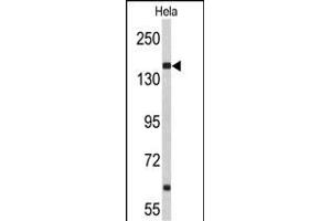 Western blot analysis of NU Antibody (N-term) (ABIN653061 and ABIN2842662) in Hela cell line lysates (35 μg/lane).
