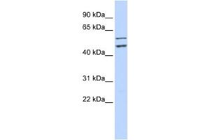 WB Suggested Anti-CDC20 Antibody Titration:  0. (CDC20 抗体  (N-Term))
