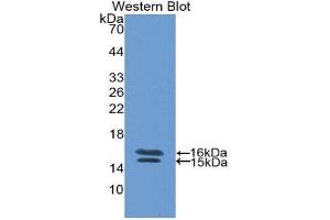 Western Blotting (WB) image for anti-Vasoactive Intestinal Peptide (Vip) (AA 29-165) antibody (ABIN1860941) (Vip 抗体  (AA 29-165))