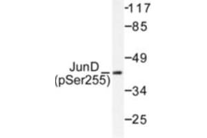 Image no. 2 for anti-Jun D Proto-Oncogene (JUND) (pSer255) antibody (ABIN318059) (JunD 抗体  (pSer255))