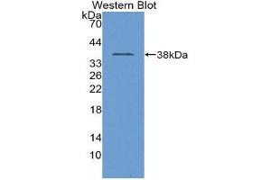 Western Blotting (WB) image for anti-Transition Protein 1 (During Histone To Protamine Replacement) (TNP1) (AA 3-53) antibody (ABIN1980530) (TNP1 抗体  (AA 3-53))
