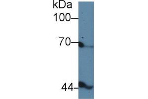 Western blot analysis of Chicken Serum, using Chicken INHbB Antibody (5 µg/ml) and HRP-conjugated Goat Anti-Rabbit antibody ( (INHBB 抗体  (AA 277-391))